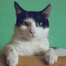 방주동물의료센터 이미지