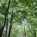 [인제 아침가리계곡] 올 여름 꼭 가봐야 할 우리나라 최고의 계곡 트레킹 코스! 주차장 교통정보 다이빙...