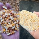 옥들농장 | 옥수수후레이크 vs 파옥쇄(파쇄옥,분쇄옥수수) 자가배합할 때 뭘 써야할까...?