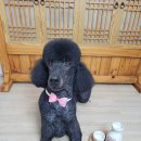 크라운독 이미지