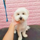 쉬리펫살롱 이미지