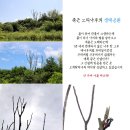 봄;꽃이피다 이미지