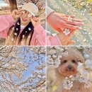 꽃;핌 | 인천대공원 평일 애견동반 후기, 벚꽃 실시간 개화상태 (아직 덜 핌)