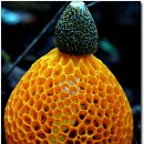 무등산버섯 이미지