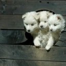 홍#