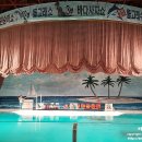 제주 돌고래 이미지