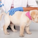 퍼피케어 이미지