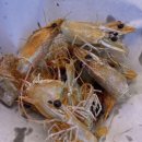 파랑가게 | 종각역 횟집 맛집 추천 대하구이와 전어가 맛있는 파랑해녀집 종로본점 내돈내산 후기