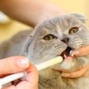 연두동물병원 이미지