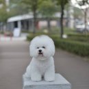 강아지분양 입양 골든티스비숑전문켄넬 미니비숑 비숑프리제 | 비숑켄넬분양 골든티스에서 아이들을 소개해요~