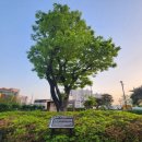 학생 전희 효자비 이미지