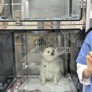 서서울호수동물병원 | 혜민동물병원 강아지침치료 십자인대파열 내돈내산비용후기
