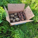 쉽고 맛있는 건강 가정요리 | 설아네꾸러미 제철 구좌당근 &amp;제주 감자 세트 배송 후기