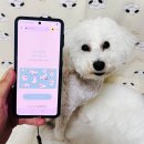 성명학을 통한 소통관계의 성향궁합 | 강아지랑 친해지는법, MBTI 검사로 성격 궁합 알아보세요