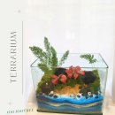 바다담은정원 | 버려진 어항의 변신 🌊 바다를 담은 테라리엄 원 데이 클래스 후기