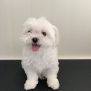 한일애견미용실 이미지