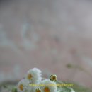 샐리스잉글리쉬