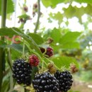 포도향기 이미지