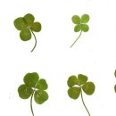 클로버(CLOVER) 이미지
