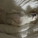 멍 클레어 이미지