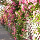 장미냉면(본점) 이미지