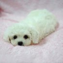 뽀송뽀송 이미지