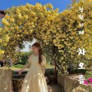 내서읍384 | 노란 팝콘송이가 만발한, 창원 목향장미 카페 : 차오름