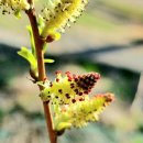 버들강아지 이미지