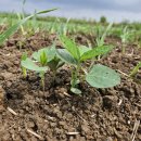 이영농장 이미지