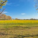 낙동강체육공원 자전거대여소 | 구미가볼만한곳 유채꽃 명소 실시간 낙동강체육공원