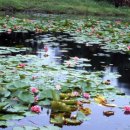 파도 한 송이 이미지