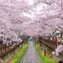 화연물산 | 돌아온 벚꽃 축제의 계절!!벚꽃 축제에 대해 알아보자