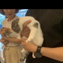 천안신부동고양이분양 옥구슬처럼 둥글둥글한 스코티쉬폴드 두 왕자님들 후기~!