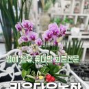 부영다육농장 | 김해 부곡동 꽃집 꽃다발 화분 화환 꽃바구니 다육이 대형꽃집