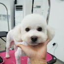 대구반려동물산업협동조합 함개하자냥 이미지