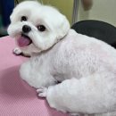 울알라애견미용 이미지