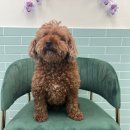 버블독스 부산대점 이미지