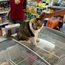 Kim's BilliARD Club | 푸켓🇹🇭#3.피피섬에서 1박2일 보내기🪸