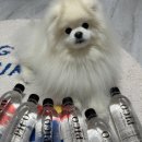 더펫프리미엄 | 강아지 신장 건강과 음수량 관리 너즐퍼즐 피코펫워터 프리미엄 워터 먹여본 후기