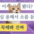 990원 사주? 내돈내산 '990 사주아이' 가성비 운세, 궁합본 후기, 오류시 해결방법