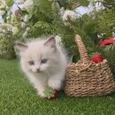 힐링유의원 | "엄마 최고!" 소리 절로 나오는 화성 딸기체험🍓 아이 웃음꽃 만발했던 행복한 하루 (화성에서온딸기)