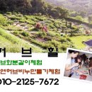 청솔아로니아