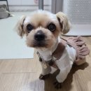 주디