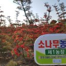 천일조경