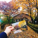 숲속의 섬 이미지