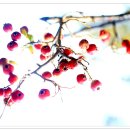 꽃사과-산사나무열매 이미지
