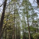 동문주유소 | 낙남정맥 14구간 창원 정병산(精兵山 567) 2026. 04. 11.