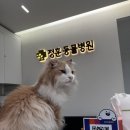 GS25 서면새천점 | 서면 정훈동물병원 고양이 중성화 후기 중성화 비용 주차정보 과잉진료 없음