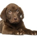 광양동물메디컬센터 이미지