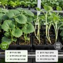 심기보농장 네이버블로그